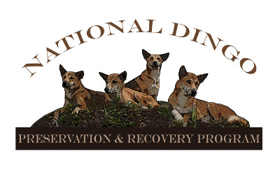 Dingo One