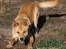 Dingo'PlayBow'
