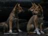 FraserIslanddingopups
