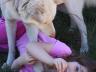 ChildandDingo