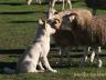 Whitedingoworkingwithsheep