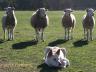 Whitedingoworkingwithsheep