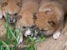 AlpineDingopups