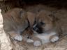 Alpinedingopups